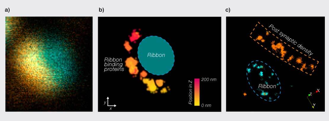 Application Snapshot: "MINFLUX nanoscopy for neurobiology"