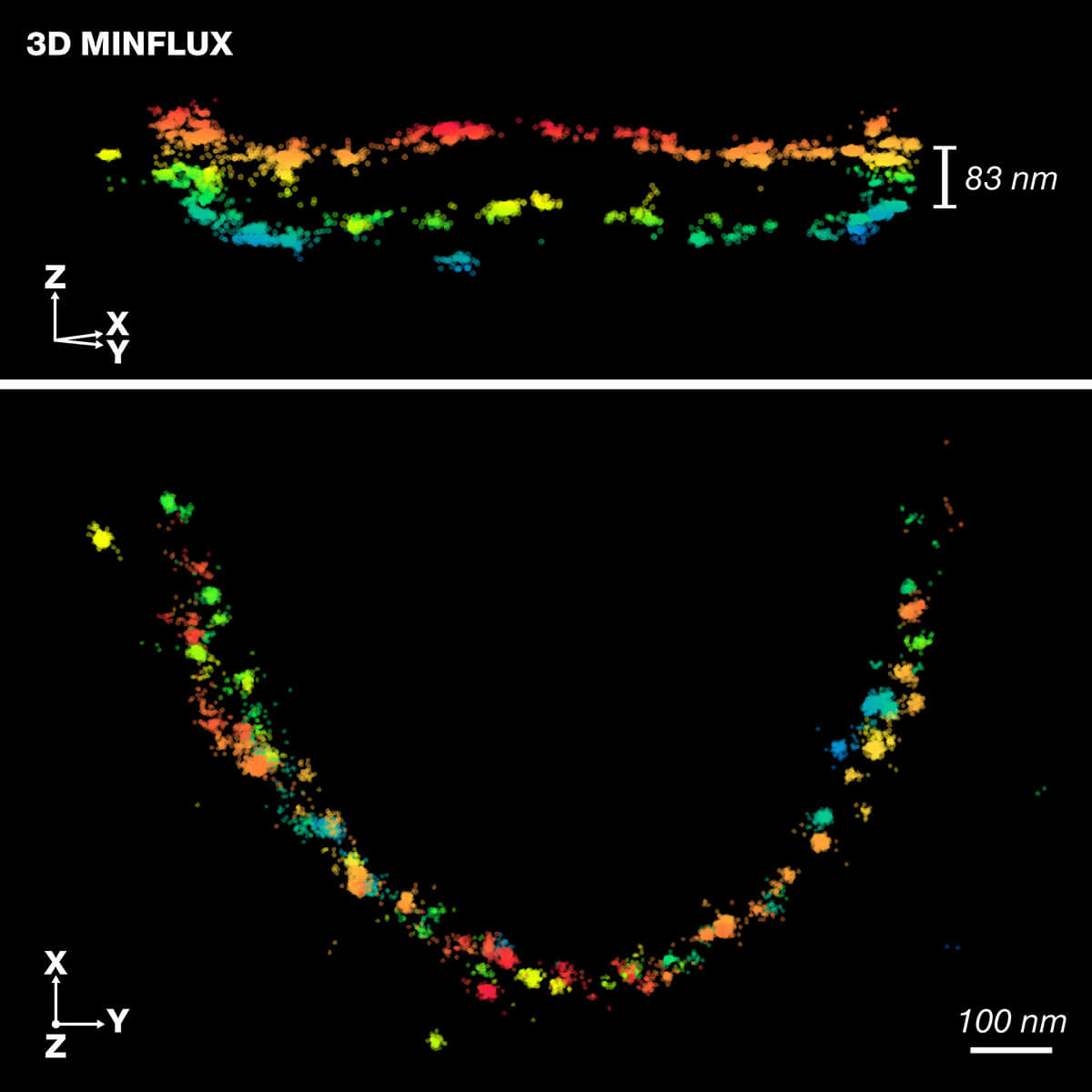 3D MINFLUX image of protein bassoon in rod photoreceptor synapses prepared using Heat Assisted Rapid Dehydration (HARD). The z-coordinate is color-coded to highlight the two parallel rows of molecules surrounding the active site.