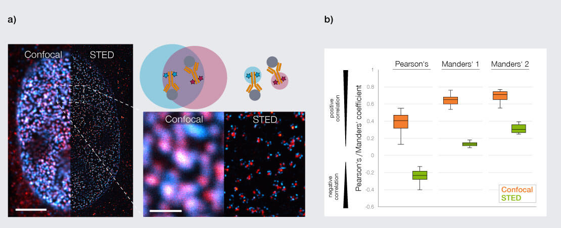 Application Snapshot: "Multi-color superresolution imaging with a single STED laser"