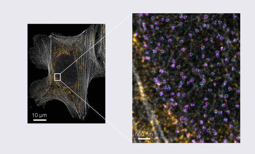 Application Snapshot: "Multi-color superresolution imaging with a single STED laser"