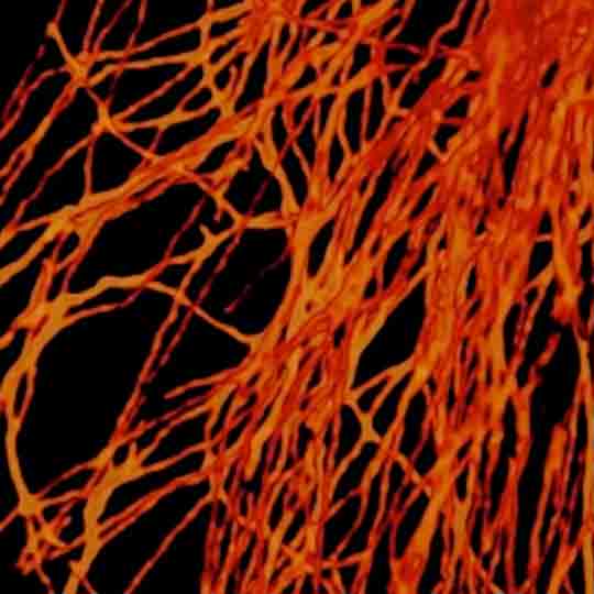Animation of Tubulin fibers imaged in 3D confocal and STED