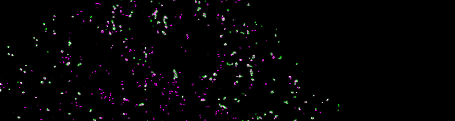 Clathrin-HaloTag was labeled with abberior LIVE RED Halo and AP-2-SNAP-tag was labeled with abberior LIVE 590 SNAP