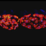 3D two-color animation of active zones at the Drosophila larval neuromuscular junction