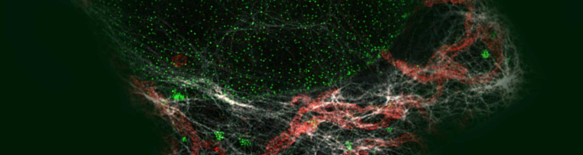 Nuclear pore complex (green), Tom20 (red), and vimentin (white) in cultured mammalian cells.