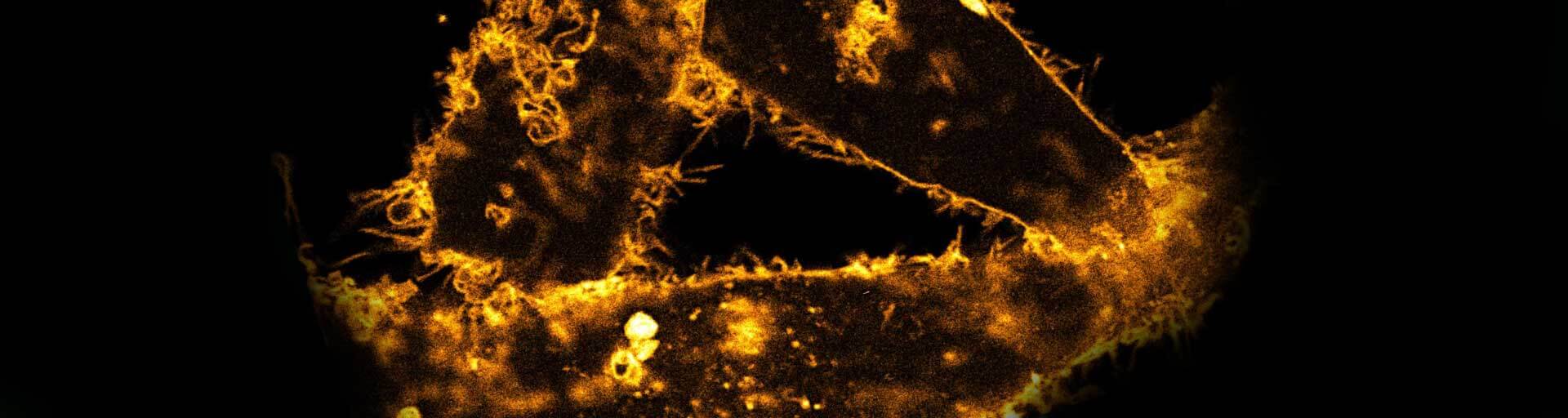 Living mammalian cell stained with abberior STAR ORANGE membrane.