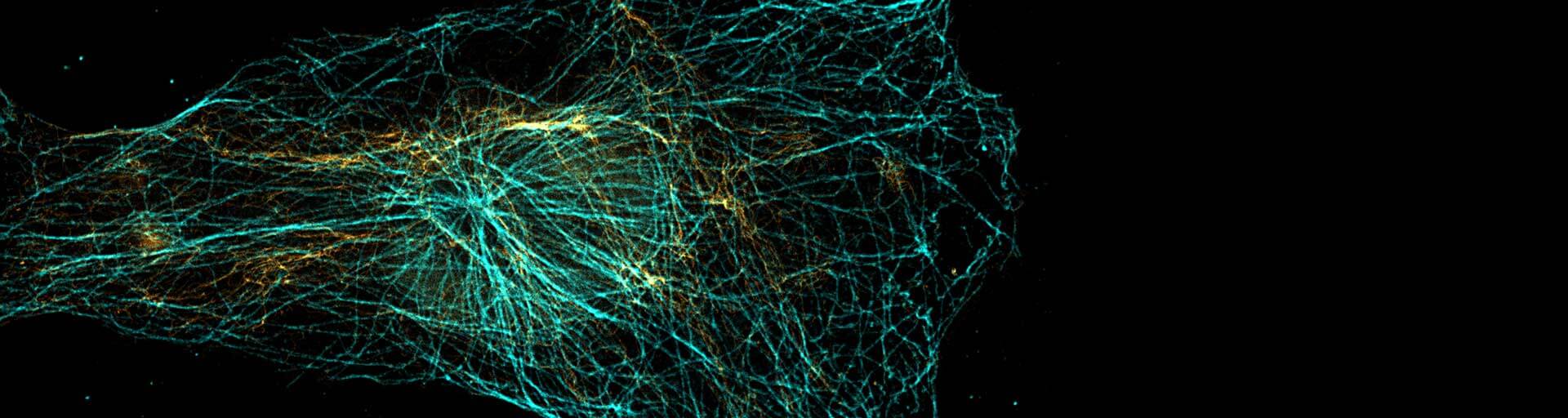 2-color STED image of mammalian cell, stained with nanobody conjugated abberior STAR dyes