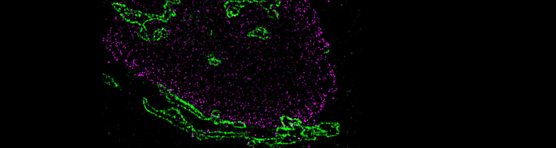 2-color STED image of mammalian cell, stained with nanobody conjugated abberior STAR dyes