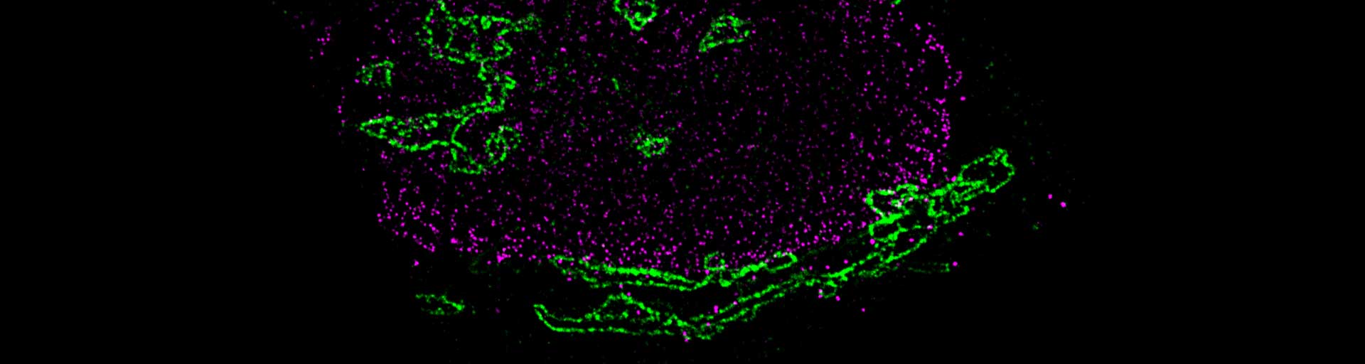 2-color STED image of mammalian cell, stained with nanobody conjugated abberior STAR dyes
