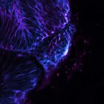 STED image of a zebrafish olfactory epithelium