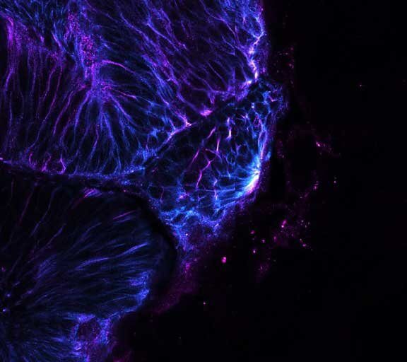 STED image of a zebrafish olfactory epithelium