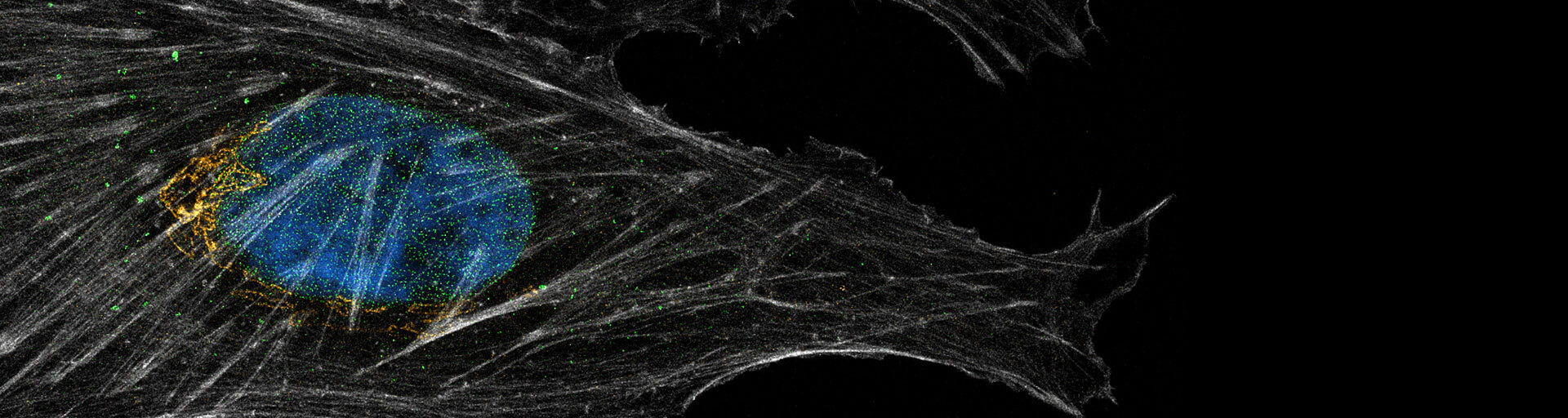 4-color image stained for MAB414, Giantin, Phalloidin and DAPI recorded with abberior's FACILITY line