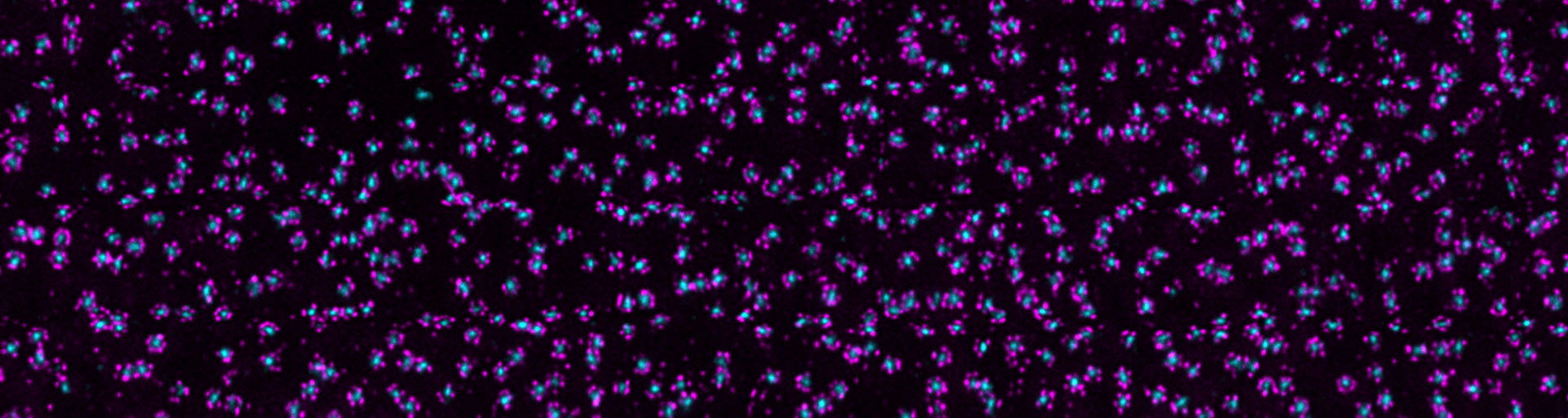 2-color image stained for ELYS and MAB414