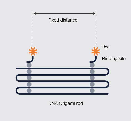 In DNA origami, DNA folds in a programmed geometry that holds fluorescent labeling sites at a predefined distance from one another.