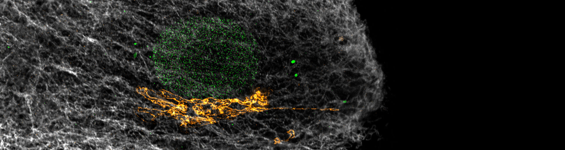 3-color image stained for MAB414, Giantin and Vimentin