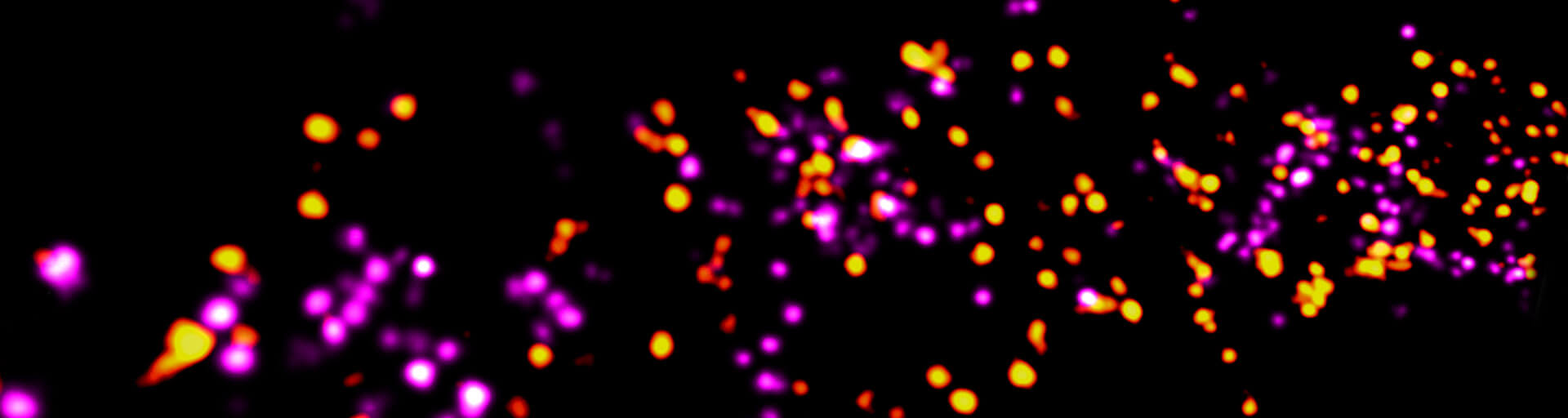 abberior DNA-PAINT kits for MINFLUX, two dyes (580 und 660 nm), three configurations (anti-GFP, anti-mouse, anti-rabbit)