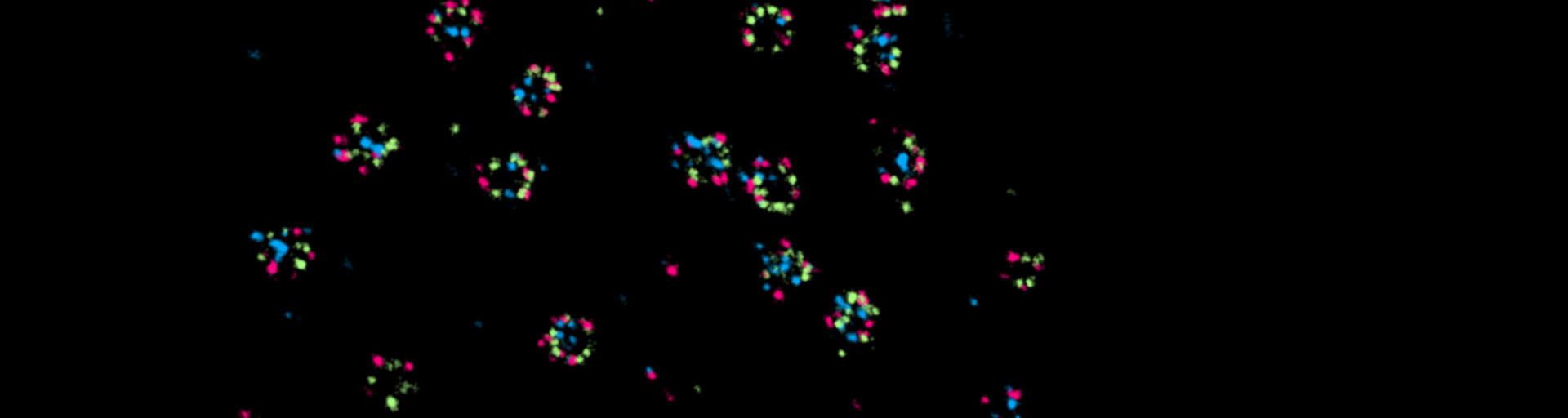 abberior DNA-PAINT kits for MINFLUX, two dyes (580 und 660 nm), three configurations (anti-GFP, anti-mouse, anti-rabbit)