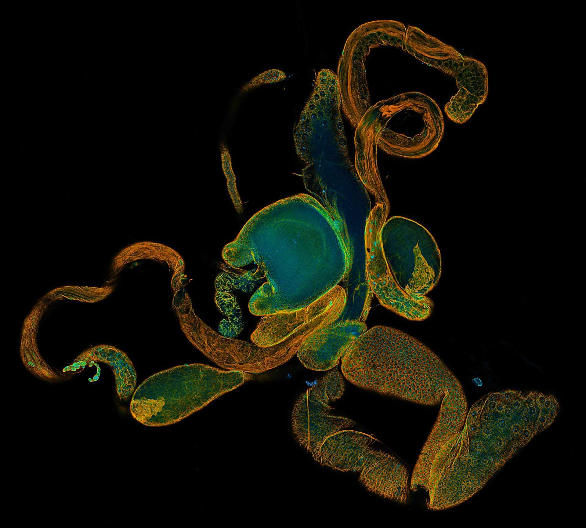 Stitched microscopic image of fruit fly, drosophila, ovariole in basic resolution