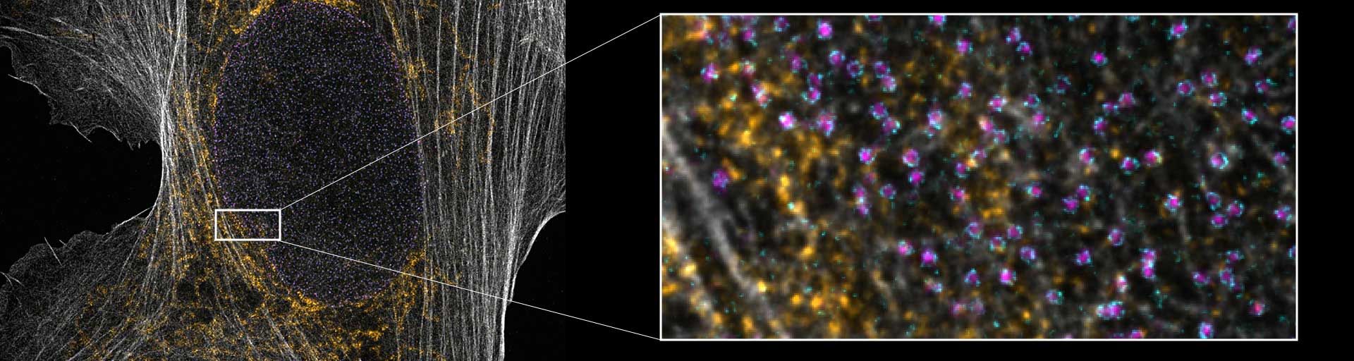 4-color STED image using a single 775 nm laser.