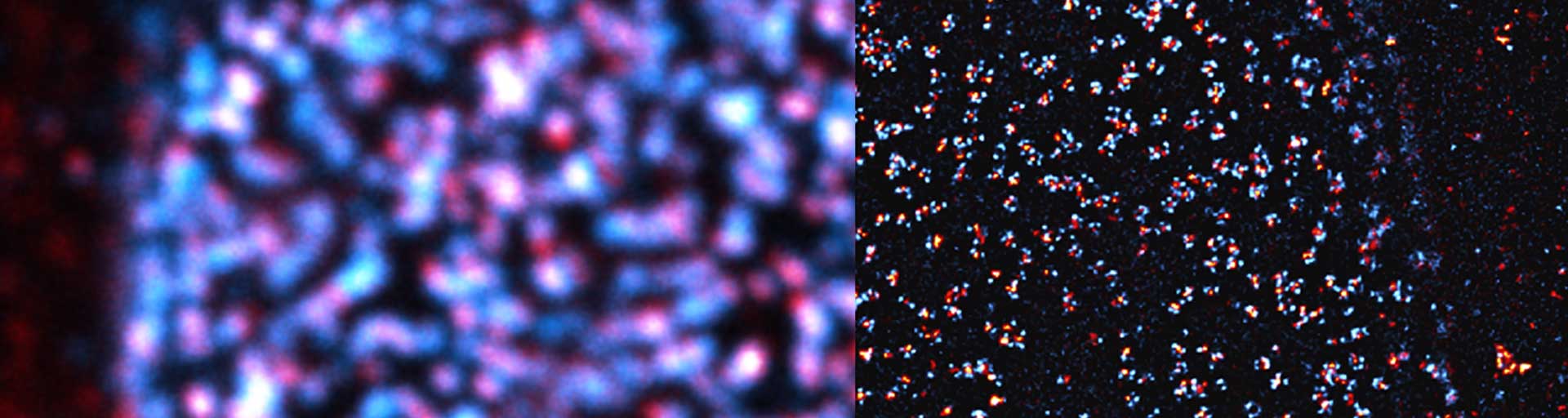 Colocalization analysis of two nuclear pore proteins.
