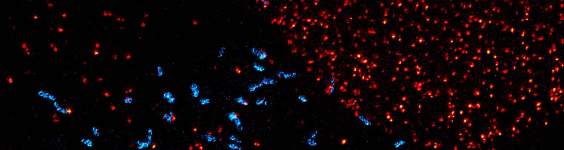 Two-color image of the NUP peroxisome imaged with STEDYCON