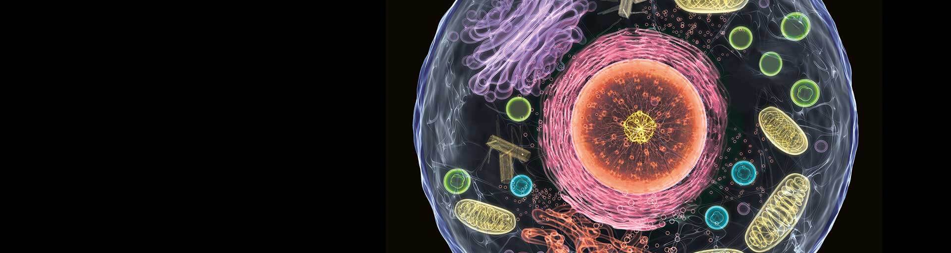 Interactive cell map