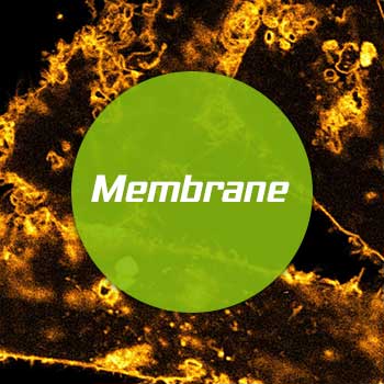 Membrane labeling protocol