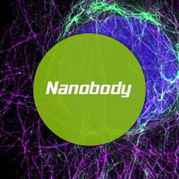 Nanobody protocol