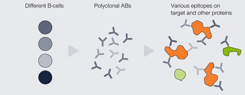 Differences between monoclonal and polyclonal antibodies