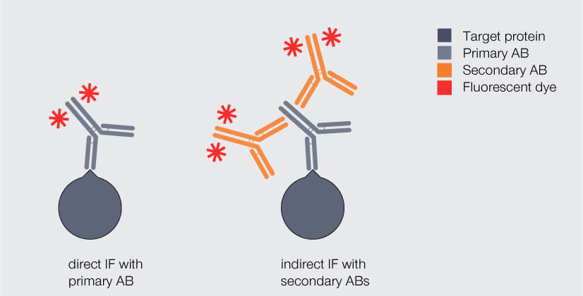 Direct and indirect immunofluorescence (IF) staining