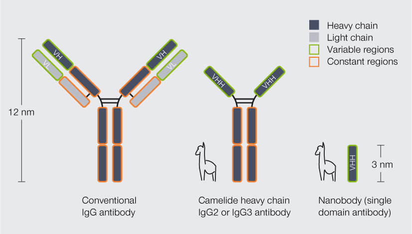 Structure and size of conventional IgG antibodies, heavy chain antibodies from camelid species, and nanobodies