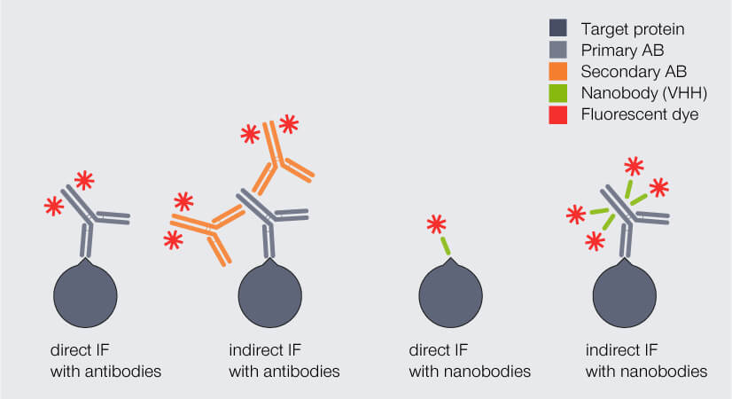 Direct and indirect immunofluorescence (IF) staining with antibodies and nanobodies, respectively.