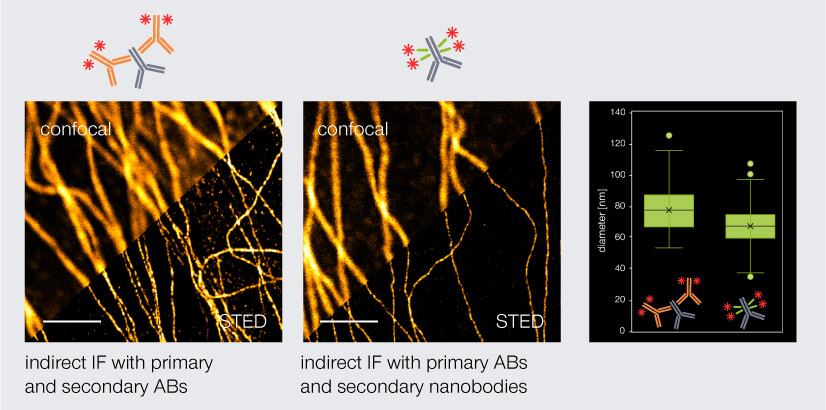Confocal and STED images of tubulin stained via indirect IF with secondary antibodies or nanobodies-
