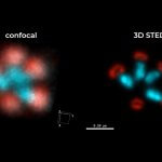 Centriolar rosettes 3D STED
