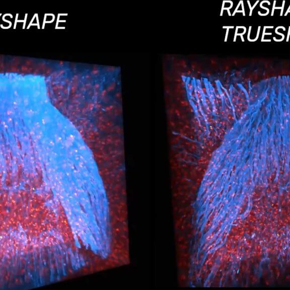 Drosophila larval CNS volume comparison