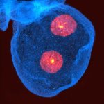 Drosophila nephrocyte 3D STED