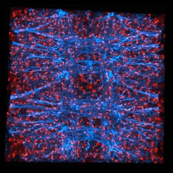 Drosophila ventral chord