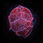 Human morula_ Confocal Volume RAYSHAPE_TRUESHARP