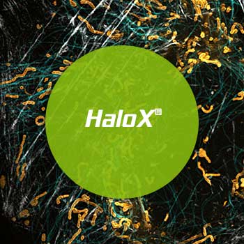 HaloX protocol