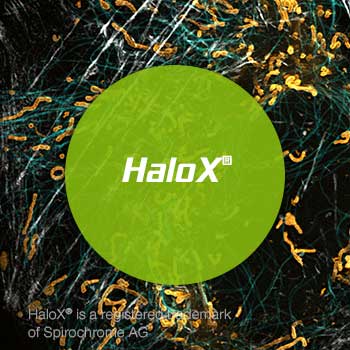 HaloX protocol