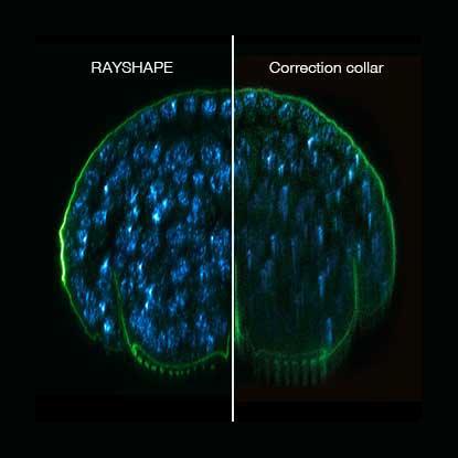Comparison RAYSHAPE vs correction collar with a xz section of a stage 17 Drosophila embryo, stained for chitin and DNA
