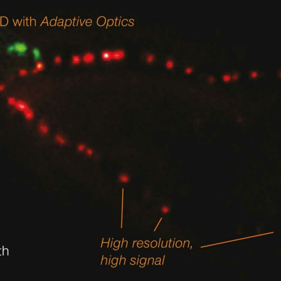 EASY 3D STED with adaptive optics allows high resolution and signal at higher focus depth