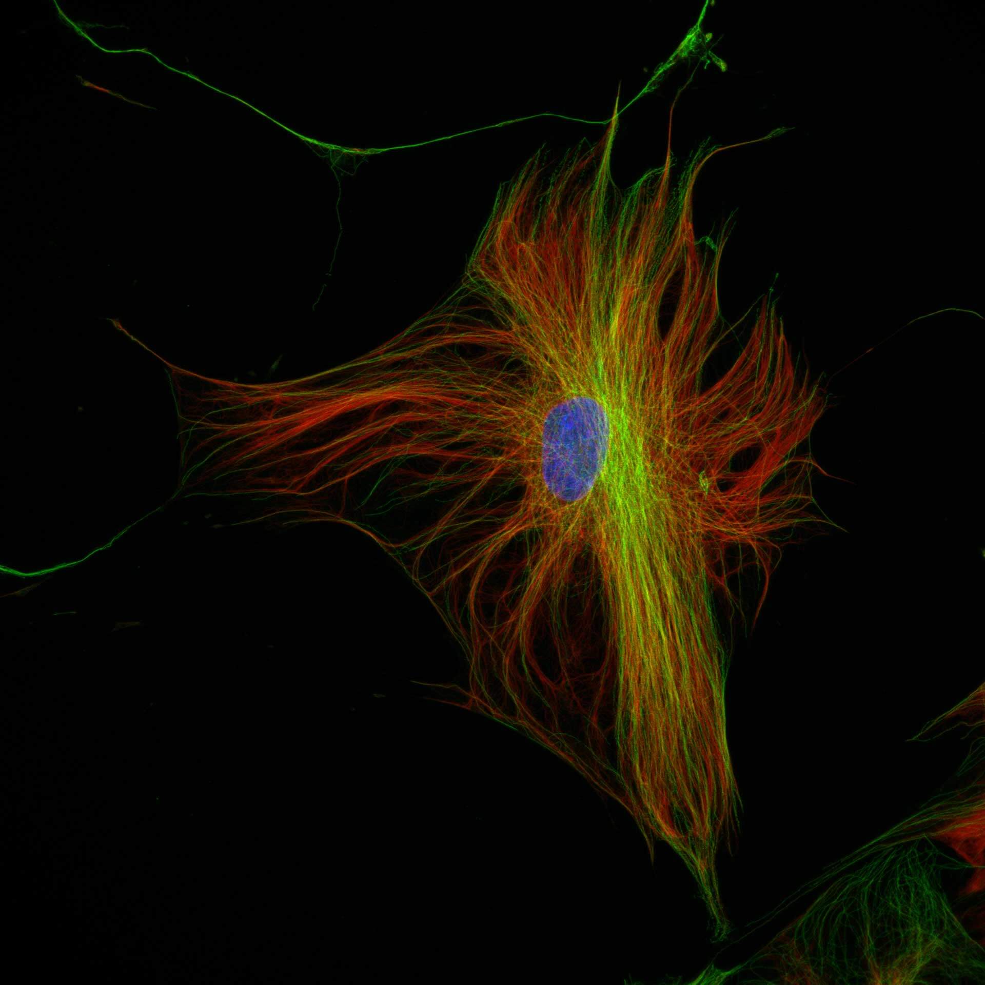 Three color confocal image of human fibroblast immunostained with abberior STAR 580 for vimentin (green) and with abberior STAR RED for tubulin (red).