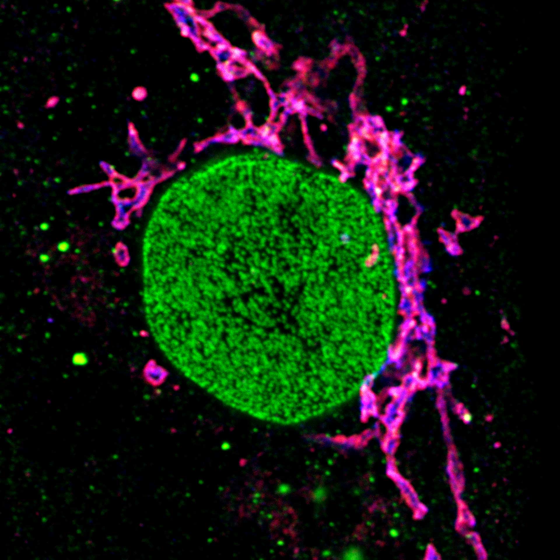 Three color STED and confocal image of a mammalian cultured cell immunostained for a nuclear pore protein in green and two golgi apparatus markers in red and blue.
