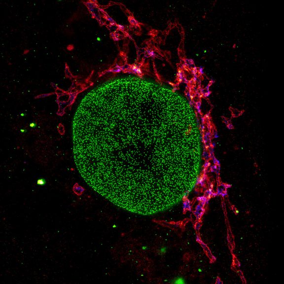 Three color STED image of a mammalian cultured cell immunostained for a nuclear pore protein in green and two golgi apparatus markers in red and blue.