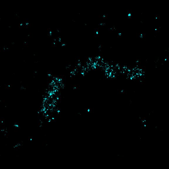 2D MINFLUX imaging of the peroxisomal membrane protein PMP70 labeled with abberior FLUX 640 in fixed mammalian cells using indirect immunofluorescence.