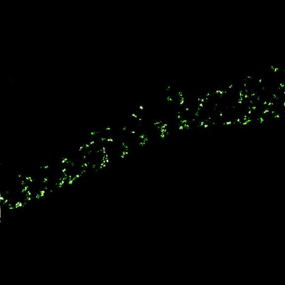MINFLUX image of axonal βII spectrin labeled with abberior FLUX 660 in primary hippocampal neurons