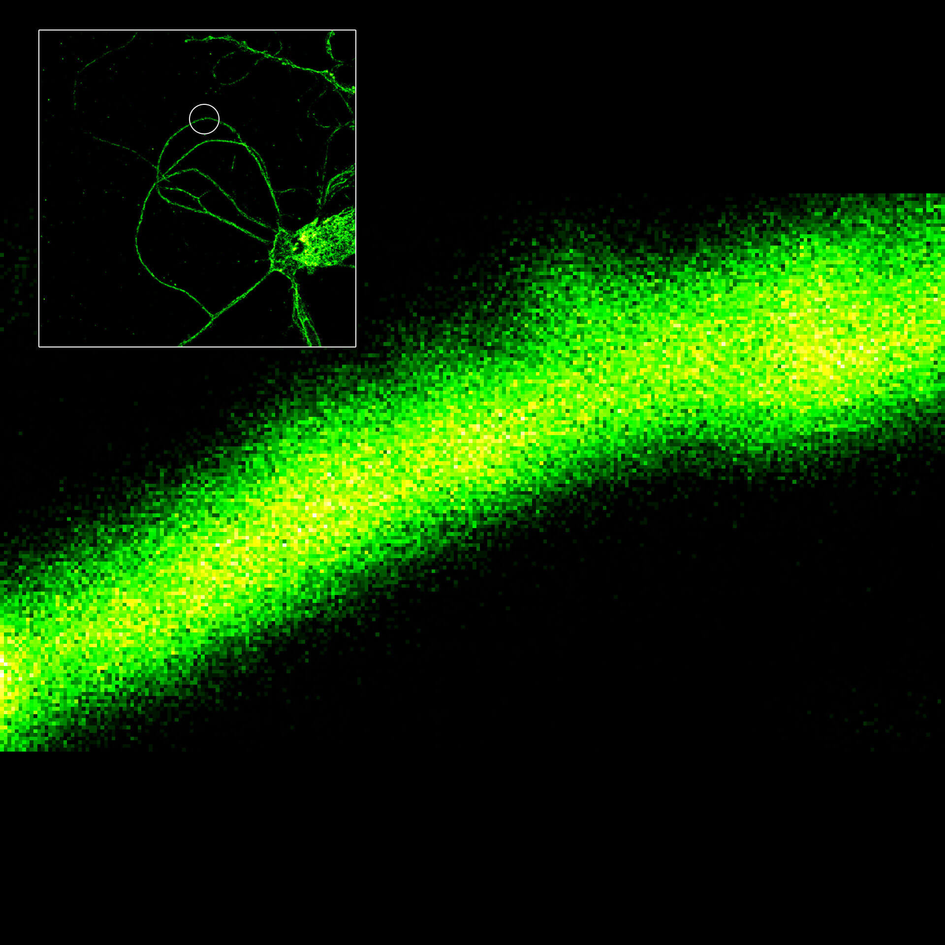 MINFLUX image of axonal βII spectrin labeled with abberior FLUX 660 in primary hippocampal neurons.