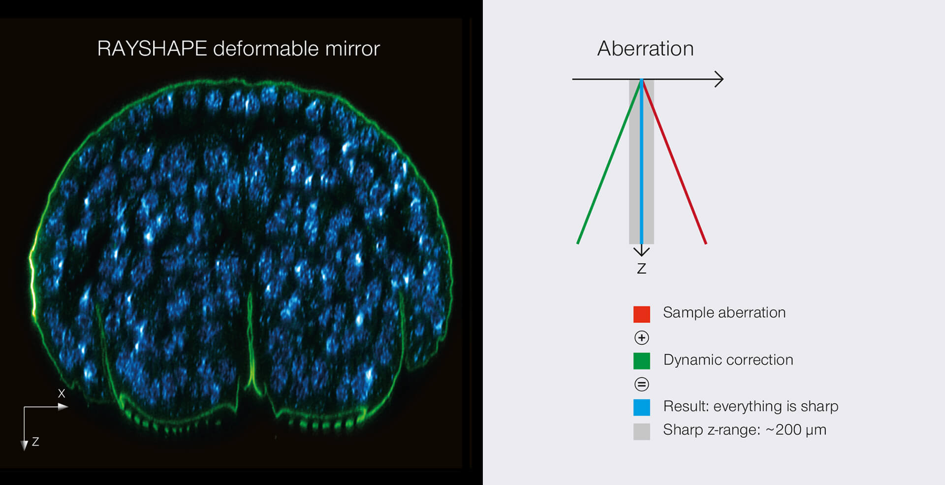 Comparison of RAYSHAPE deformable mirror vs correction collar objective lens. xz section of a stage 17 Drosophila embryo stained for chitin (abberior LIVE 610, green) and DNA (abberior LIVE 550, cyan). Aberration-free from the cover slip overt the whole depth of about 200 µm.