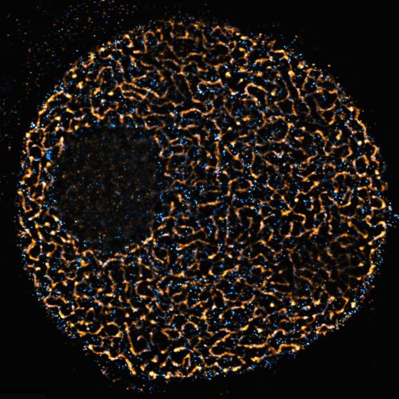 Meiotic cell of Chinese spring wheat stained for two synaptonemal complex components. TRUESHARP STED image.