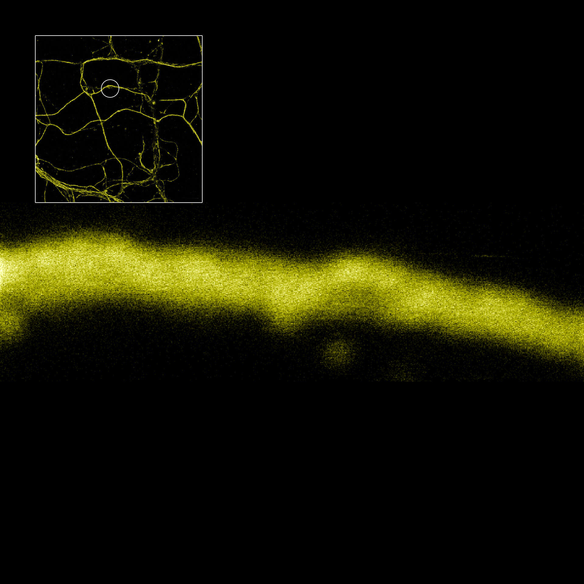 MINFLUX imaging of βII spectrin in a primary hippocampal neuron labeled with abberior FLUX 680 by indirect immunofluorescence.